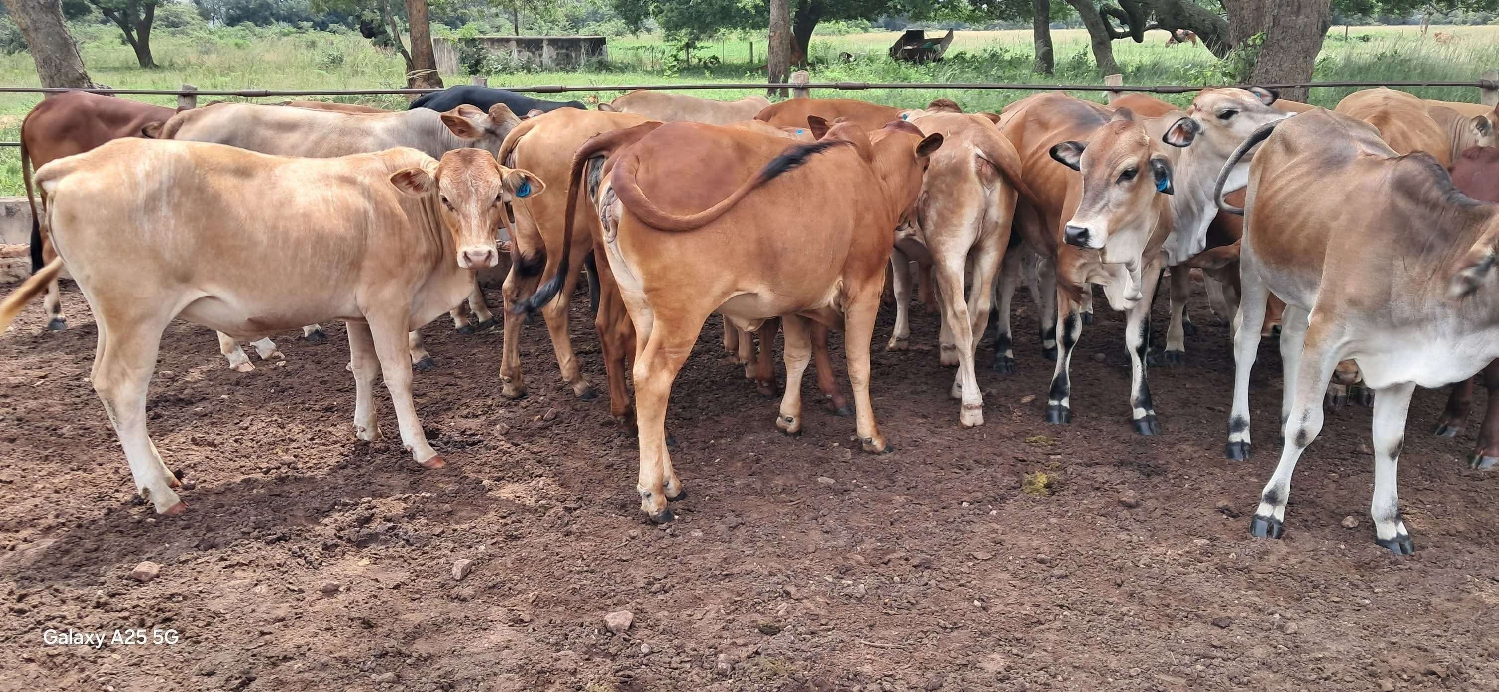 Sahiwal cows